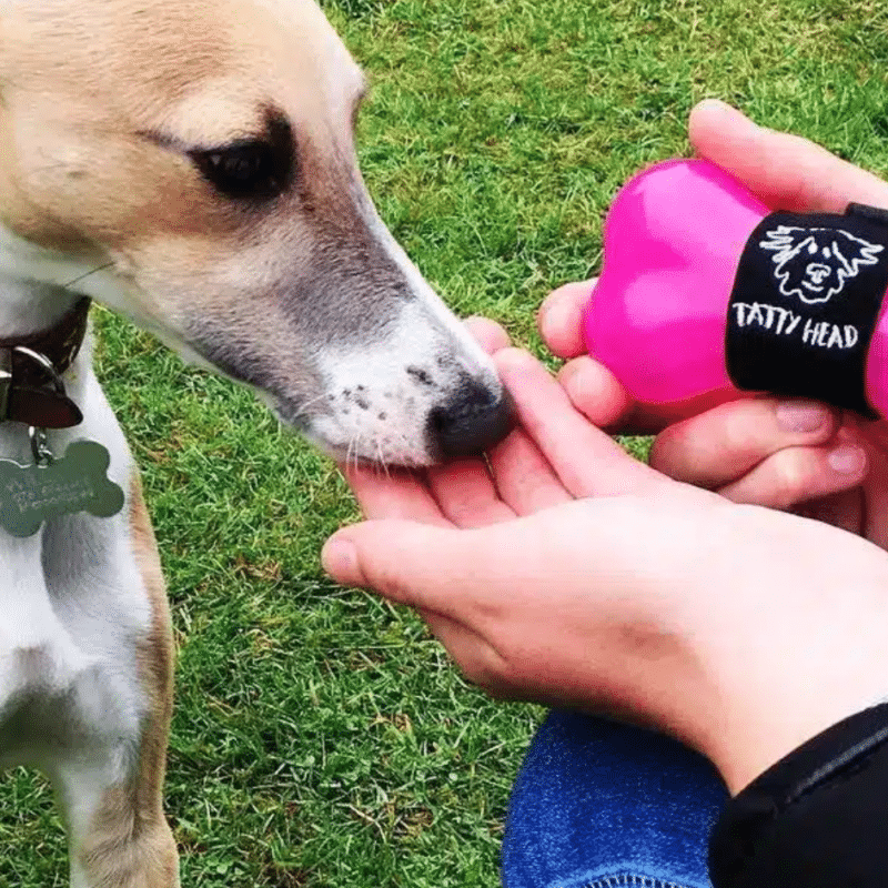 Product testing UK for a dog treat holder