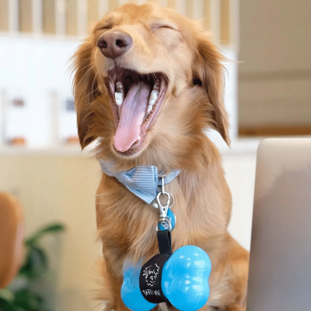 A very happy dog showing off a blue Tatty Head Twist 'N' Treat dispenser.