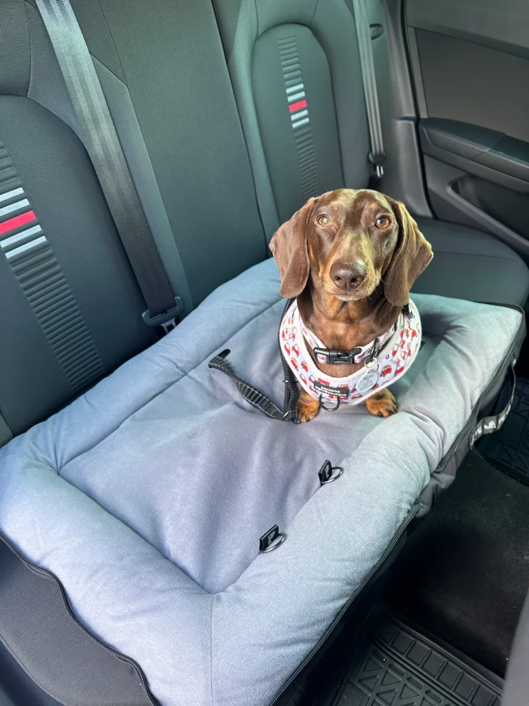 pet travel product development