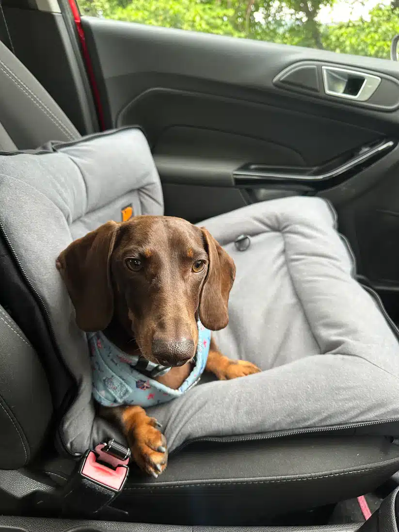 new pet product design and development